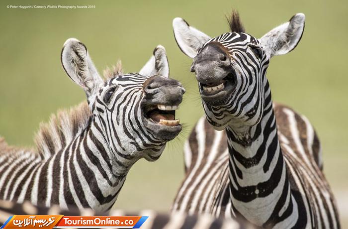 کمدی حیات وحش