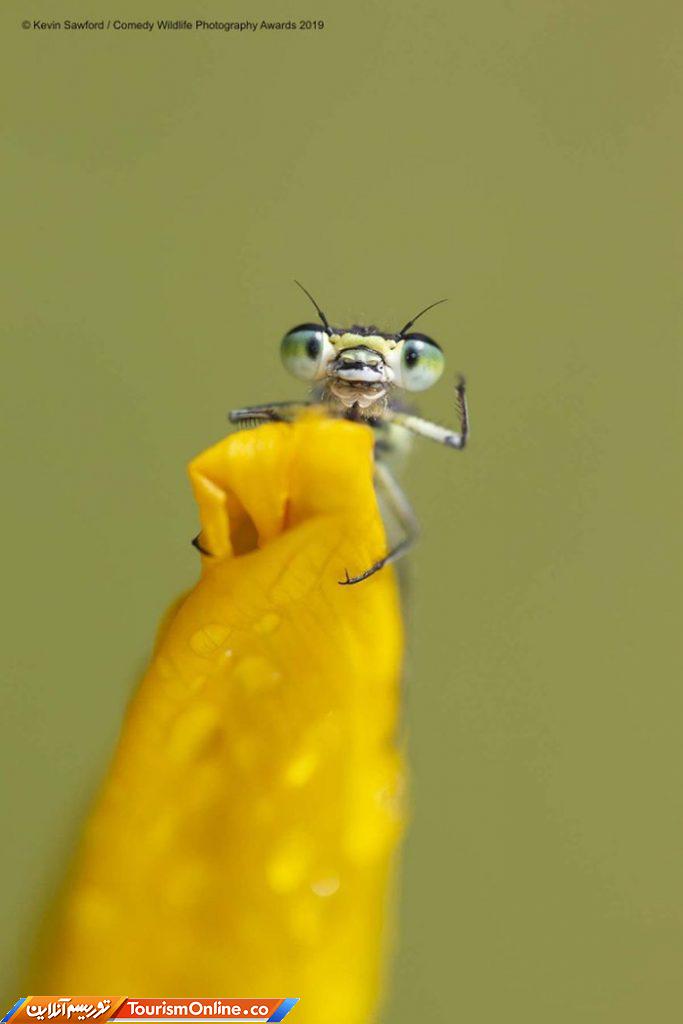 کمدی حیات وحش