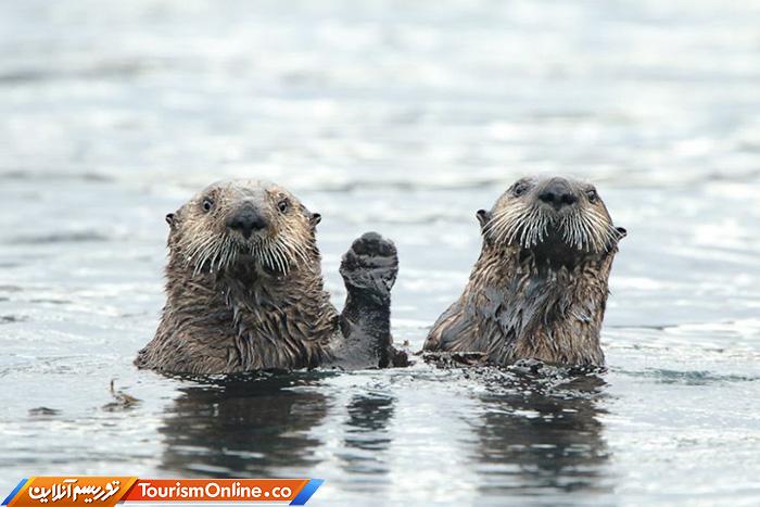 کمدی حیات وحش