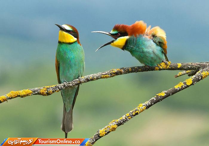 کمدی حیات وحش