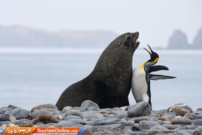 کمدی حیات وحش