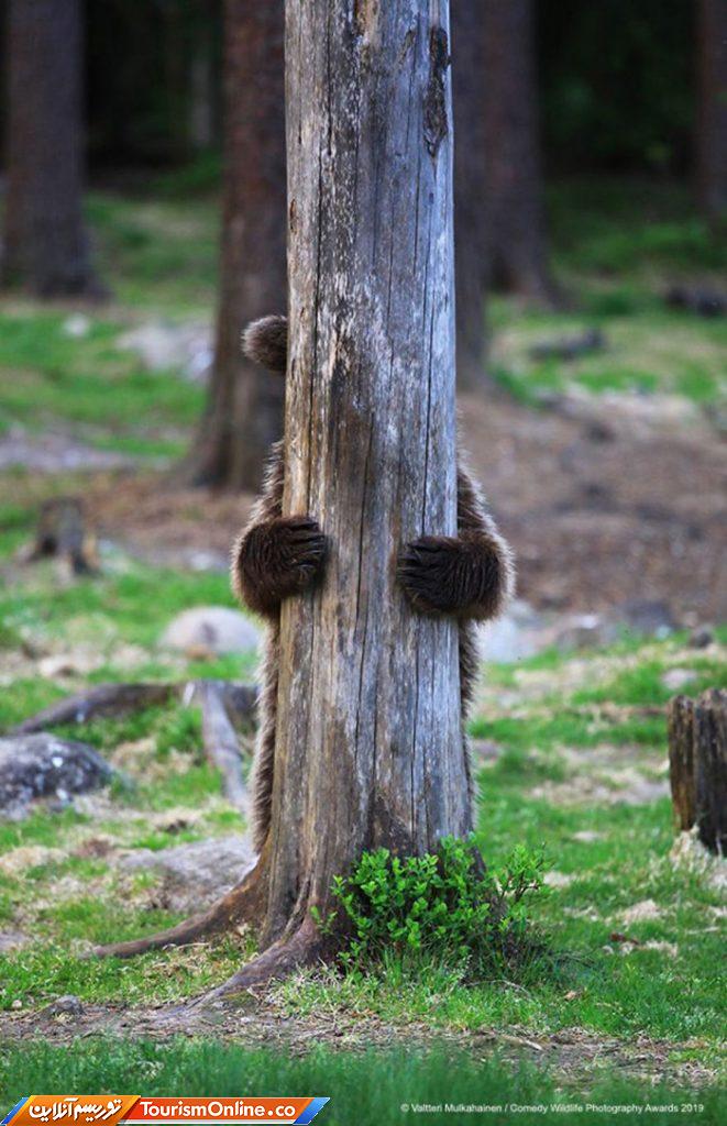 کمدی حیات وحش