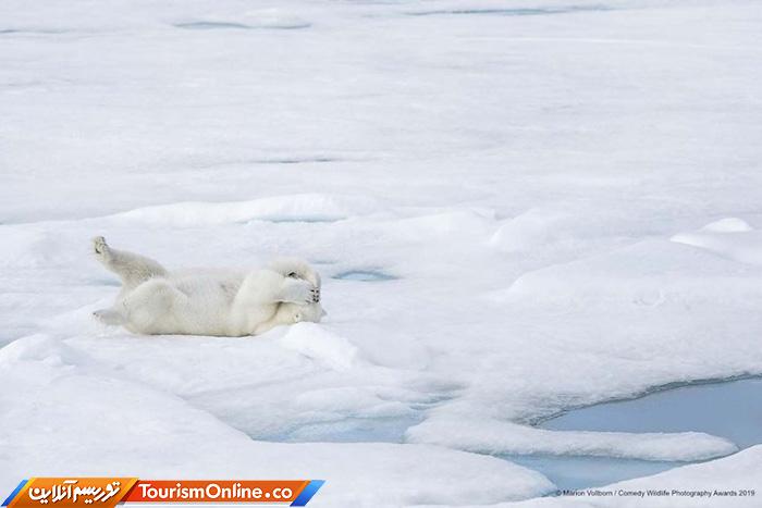 کمدی حیات وحش