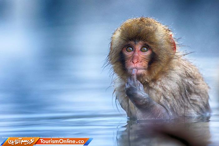 کمدی حیات وحش