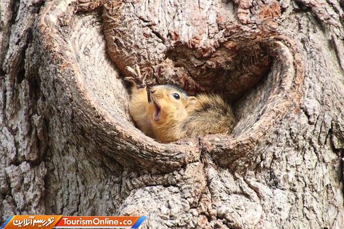 کمدی حیات وحش