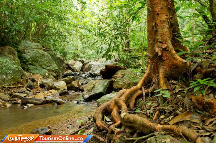 جنگلی کنگ کراچان