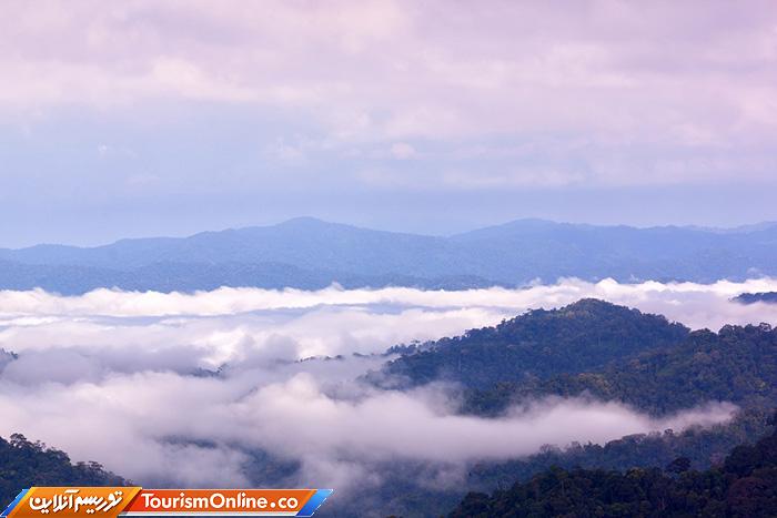 جنگلی کنگ کراچان