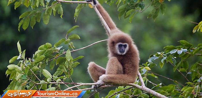 جنگلی کنگ کراچان