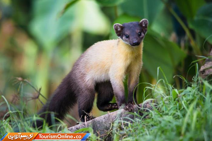 جنگلی کنگ کراچان