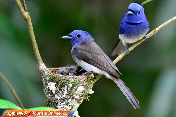 جنگلی کنگ کراچان