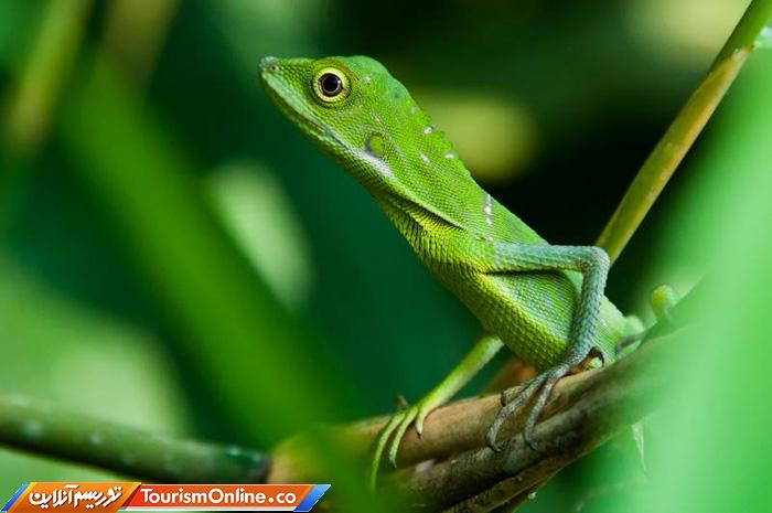 جنگلی کنگ کراچان