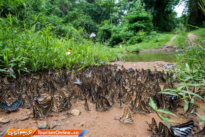 جنگلی کنگ کراچان