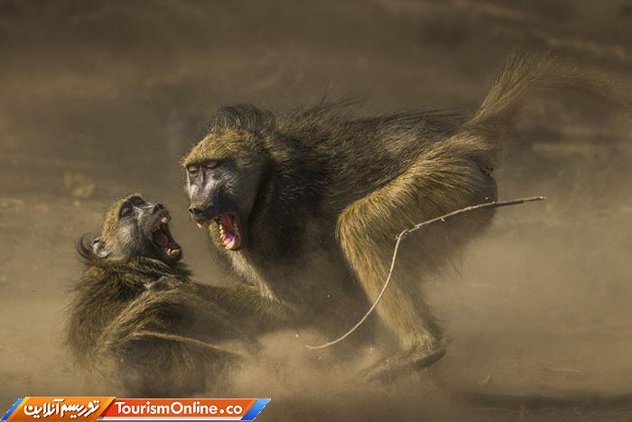 محافظت از طبیعت