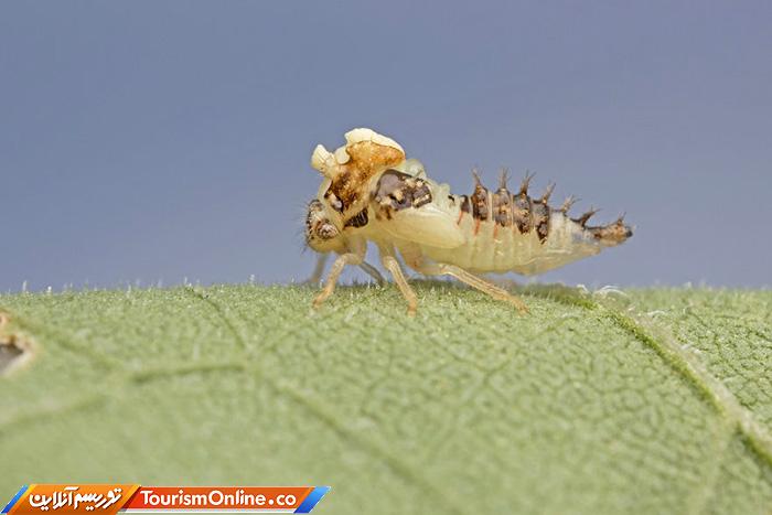 عکاس ماکرو حشرات