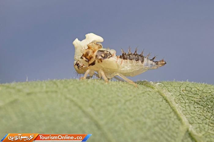 عکاس ماکرو حشرات