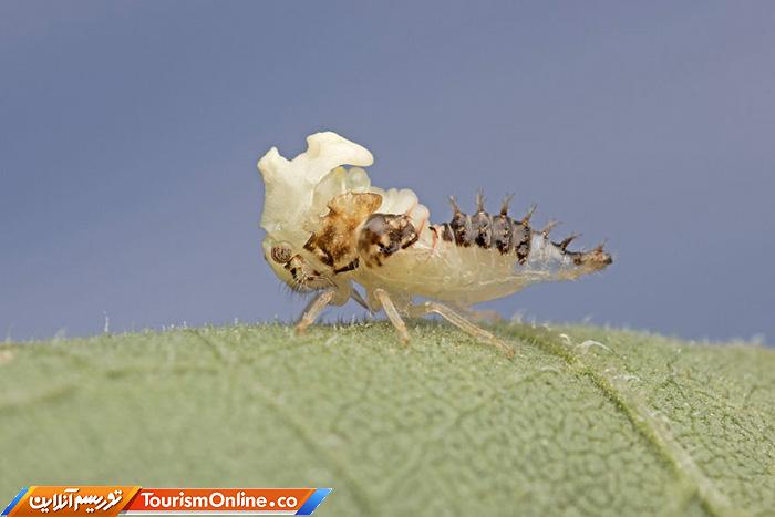 عکاس ماکرو حشرات