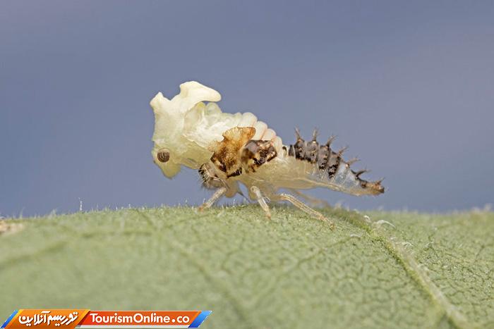 عکاس ماکرو حشرات