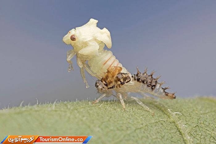 عکاس ماکرو حشرات