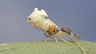 عکاس ماکرو حشرات