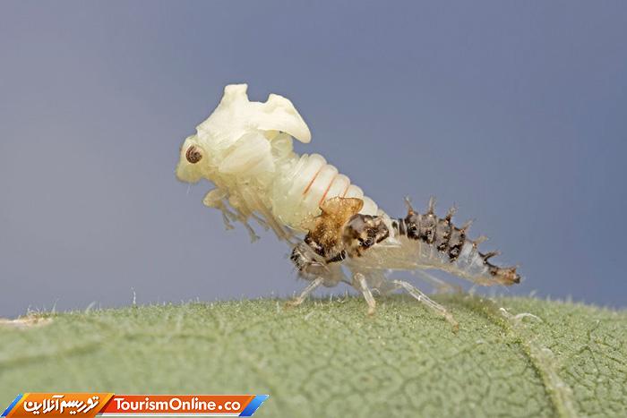 عکاس ماکرو حشرات