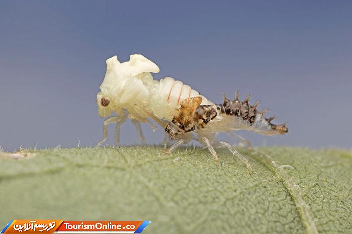 عکاس ماکرو حشرات