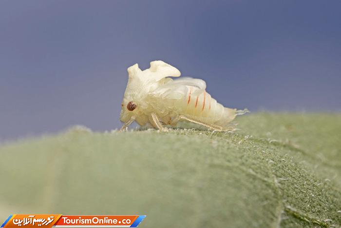 عکاس ماکرو حشرات