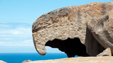 جزیره کانگورو