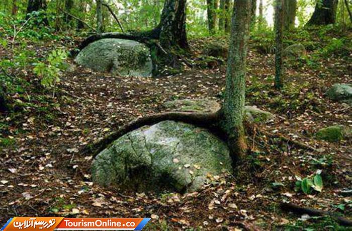 جنگل پوکاینی