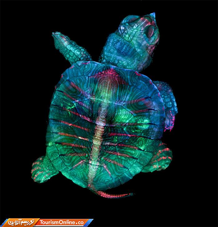 عکاسی دنیای کوچک نیکون