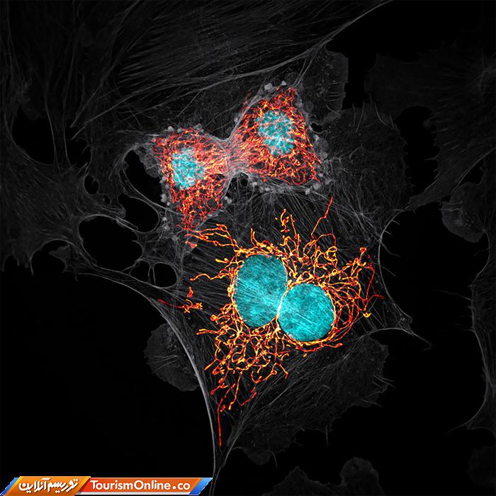 عکاسی دنیای کوچک نیکون