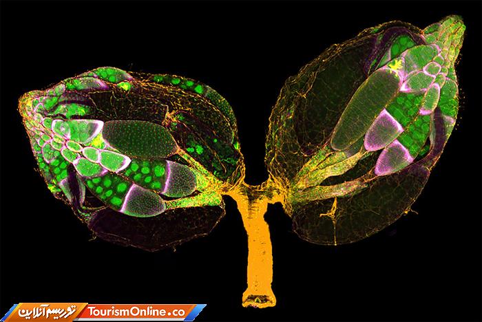 عکاسی دنیای کوچک نیکون
