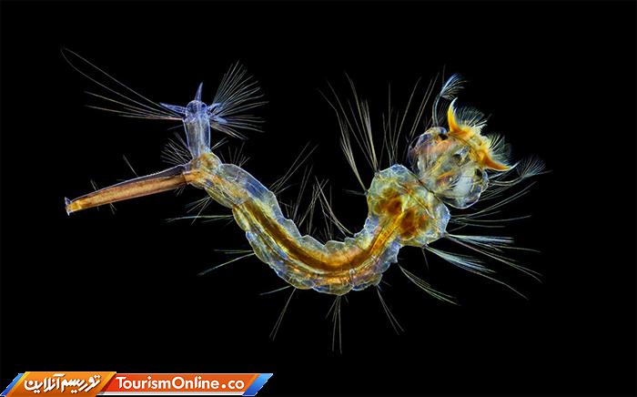 عکاسی دنیای کوچک نیکون