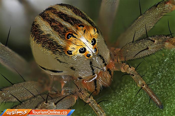 عکاسی دنیای کوچک نیکون