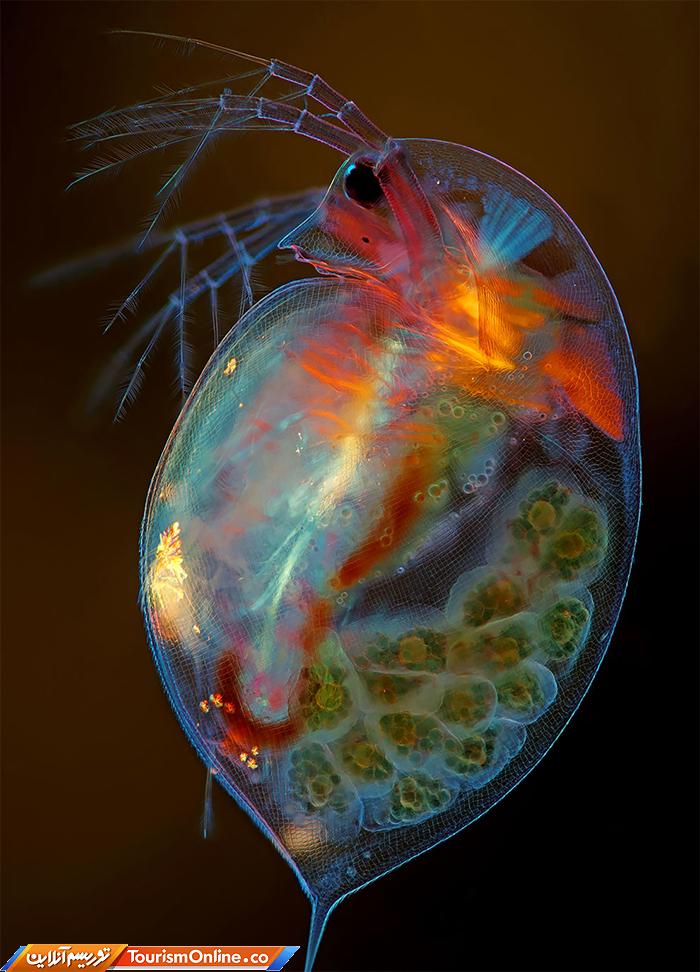 عکاسی دنیای کوچک نیکون