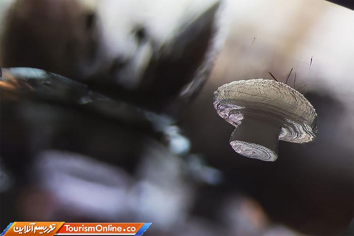 عکاسی دنیای کوچک نیکون