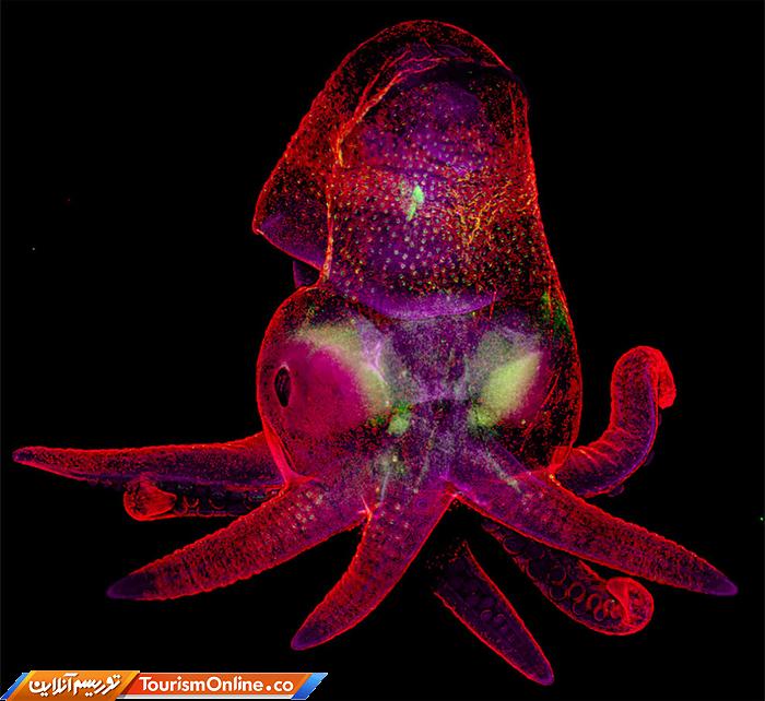 عکاسی دنیای کوچک نیکون