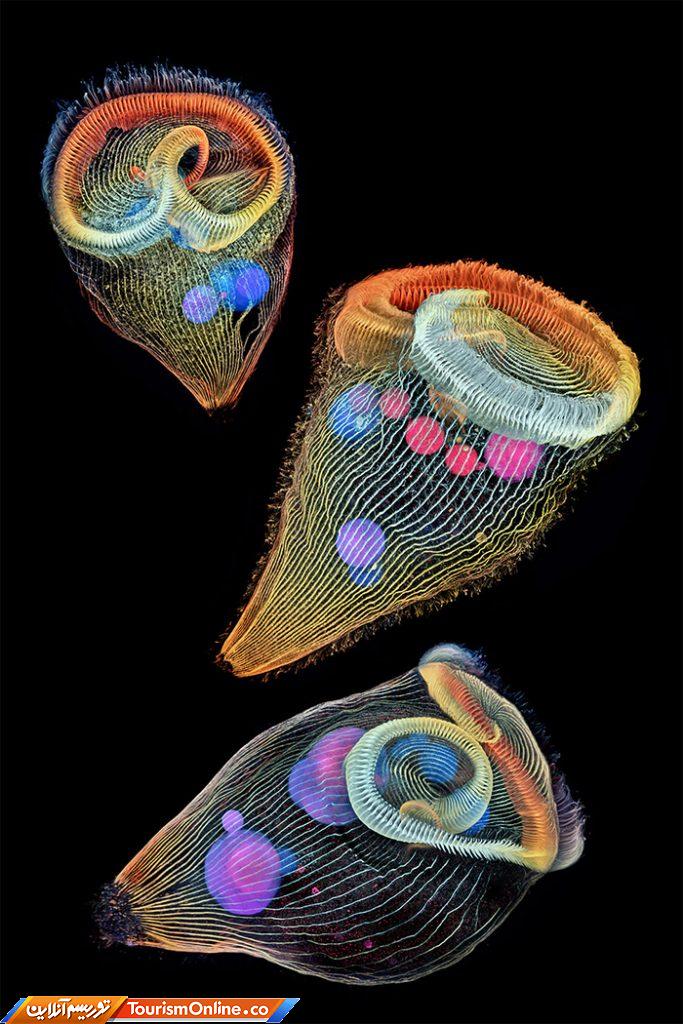 عکاسی دنیای کوچک نیکون