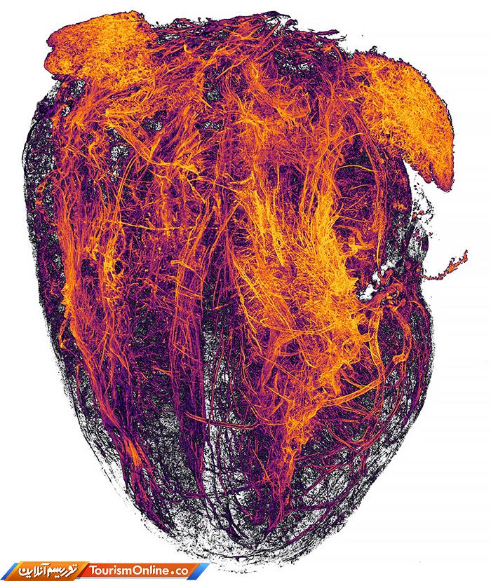 عکاسی دنیای کوچک نیکون