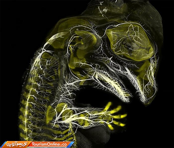 عکاسی دنیای کوچک نیکون