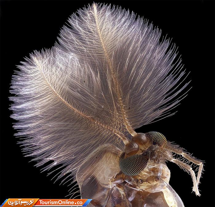 عکاسی دنیای کوچک نیکون