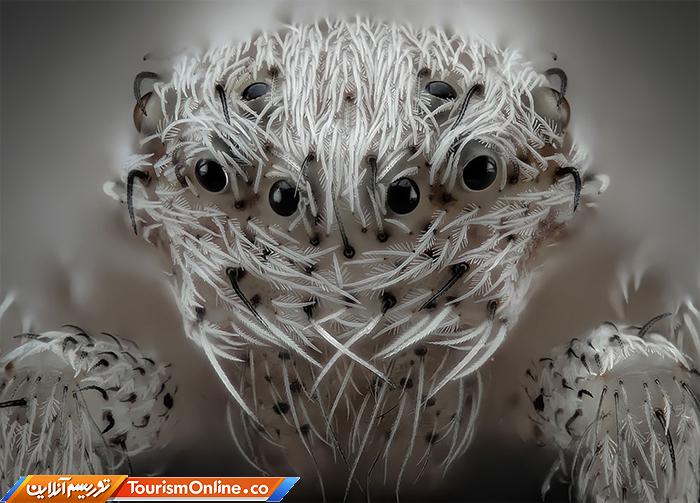 عکاسی دنیای کوچک نیکون