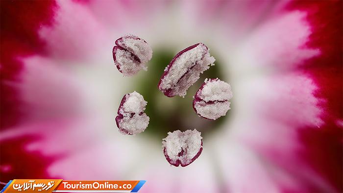 عکاسی دنیای کوچک نیکون