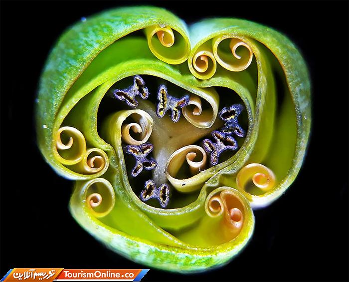 عکاسی دنیای کوچک نیکون