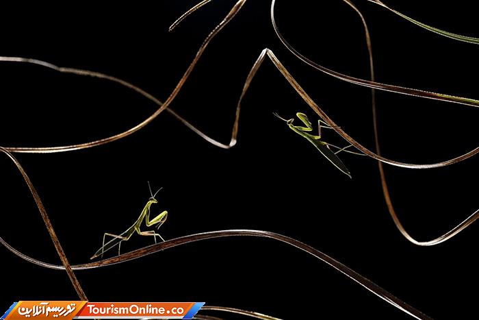 رقابت عکاسی سونی