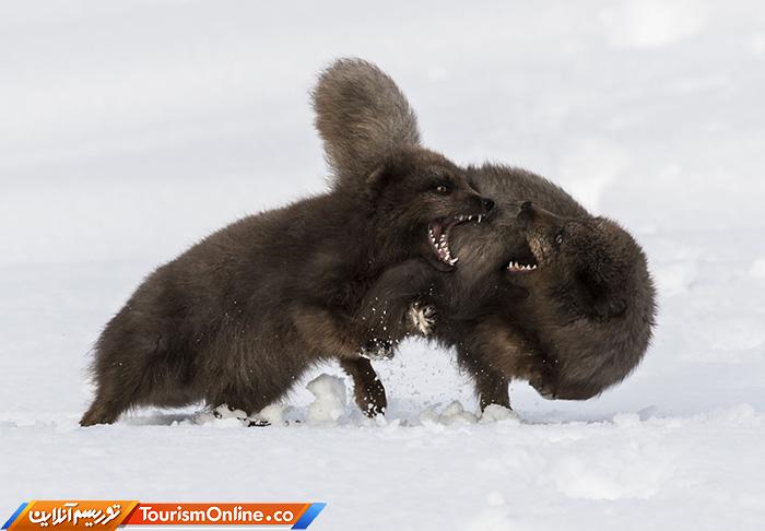 رقابت عکاسی سونی