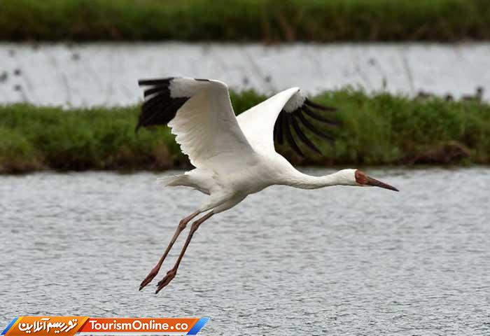 درناهای سیبری