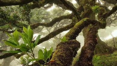 عکاسی از جنگل