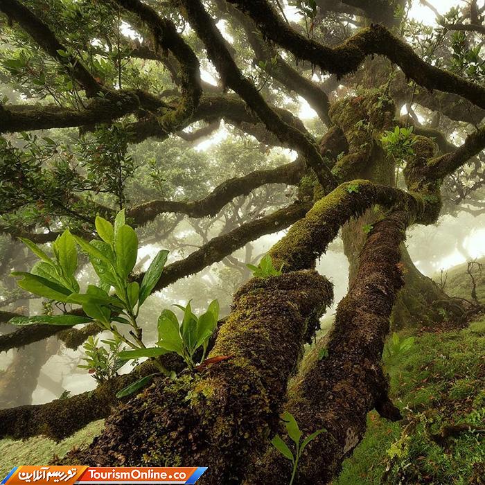 عکاسی از جنگل