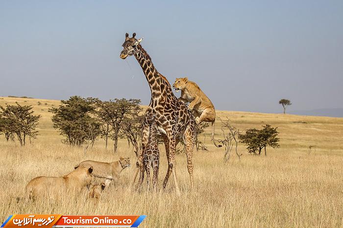 راهنمای تورهای سافاری