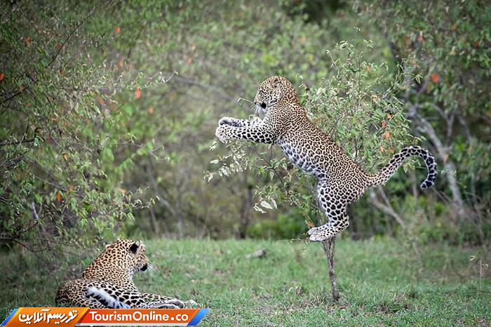 راهنمای تورهای سافاری
